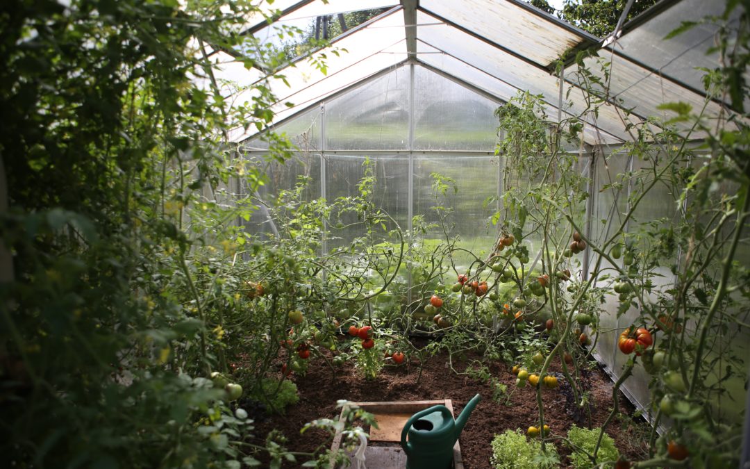 Greenhouse interior with growing plants