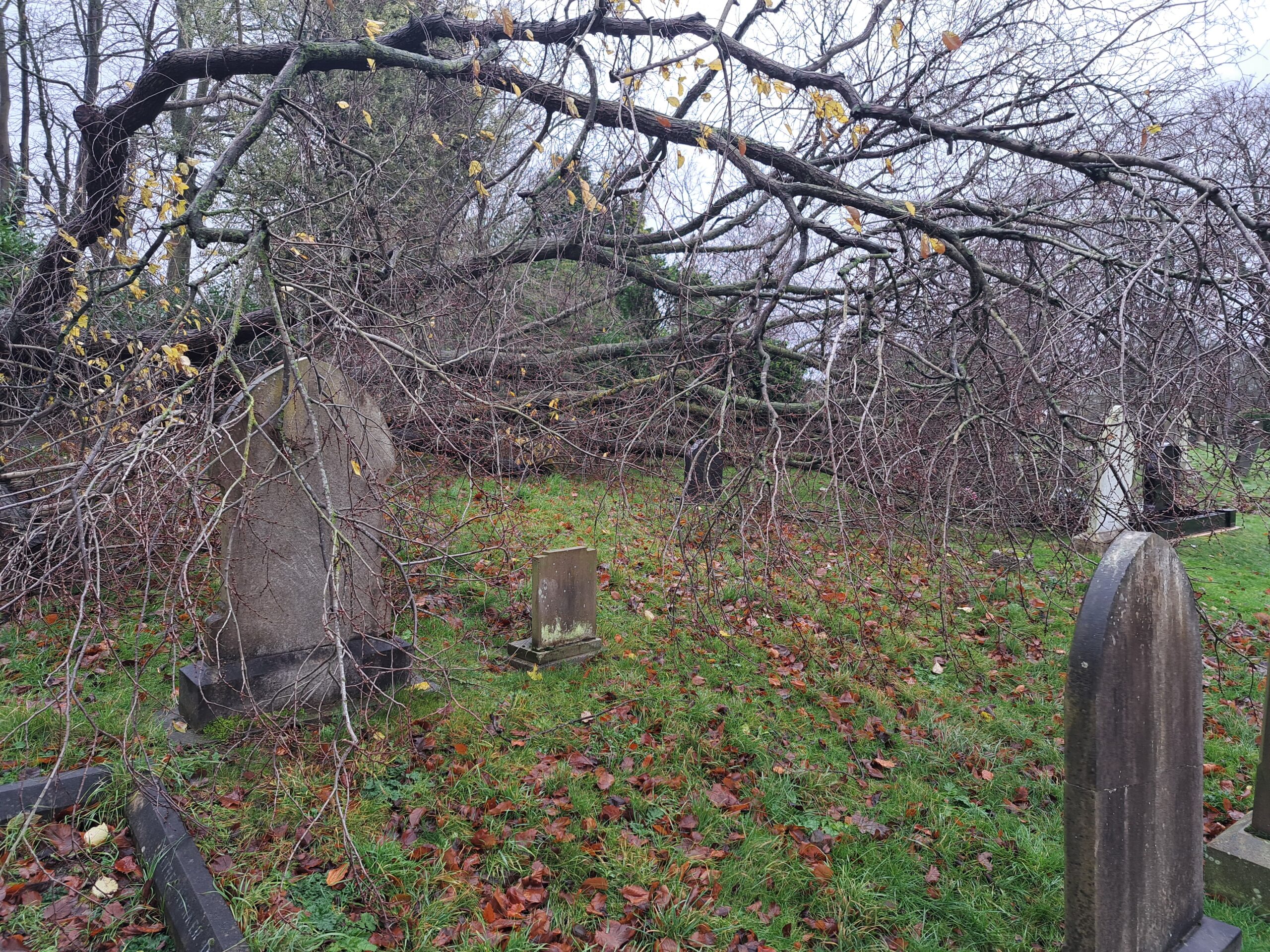 Fallen Tree in the Cemetery