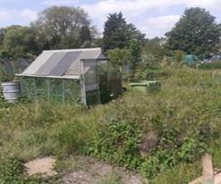 Overgrown allotment with a shed