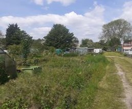 Overgrown side view of the allotment