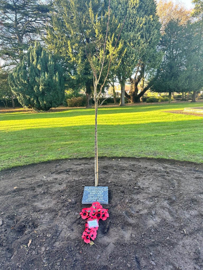 Planted memorial tree with plaque and poppy cross